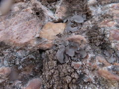 Dermatocarpon miniatum