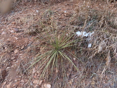Yucca glauca