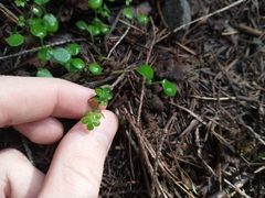 Nemophila parviflora