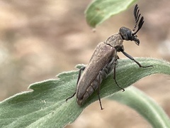 Ripiphoridae