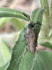 Ripiphoridae