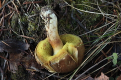 Xerocomus ferrugineus