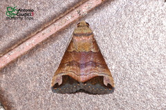 Bocula tuhanensis