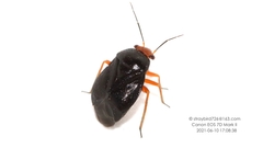 Strongylocoris leucocephalus
