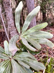 Banksia serrata