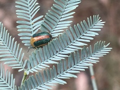 Calomela curtisi