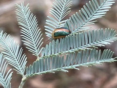 Calomela curtisi
