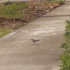 Mimus longicaudatus