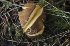 Xerocomus ferrugineus