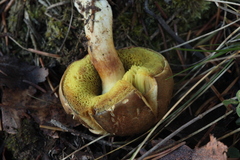 Xerocomus ferrugineus