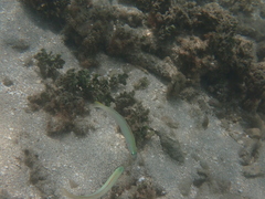 Ptereleotris microlepis
