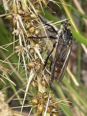 Chrysopogon muelleri