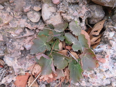 Heuchera richardsonii