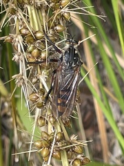 Chrysopogon muelleri