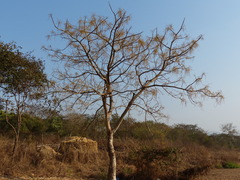 Lannea coromandelica