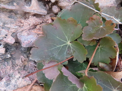 Heuchera richardsonii