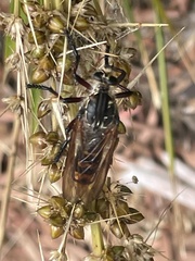 Chrysopogon muelleri
