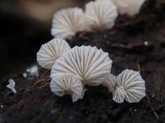 Crepidotus