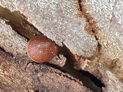 Paropsis intermedia
