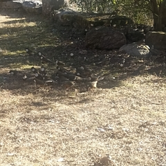 Pterorhinus albogularis