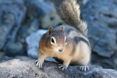 Golden-Mantled Ground Squirrel photo 4