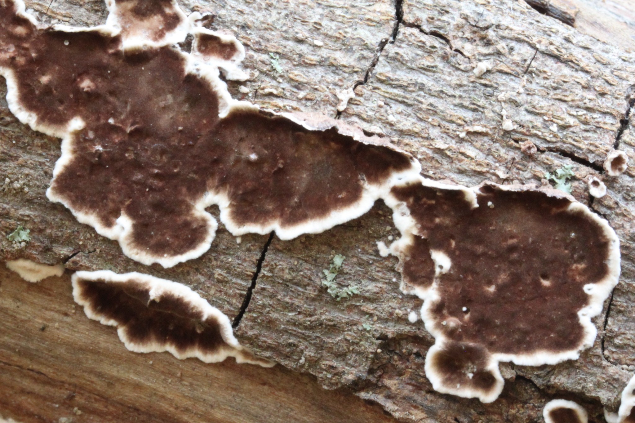 Peniophora albobadia image