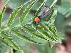 Chauliognathus tricolor