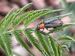 Chauliognathus tricolor