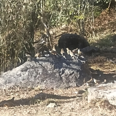 Pterorhinus albogularis