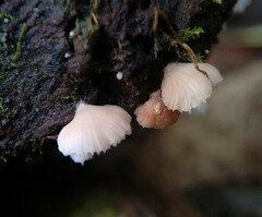 Crepidotus