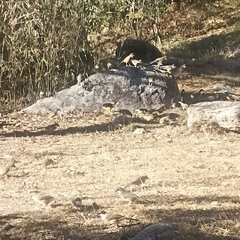 Pterorhinus albogularis