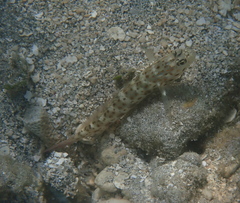 Ctenogobiops aurocingulus