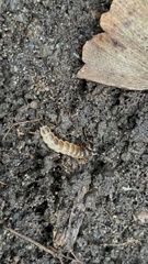 Pterostichus melanarius