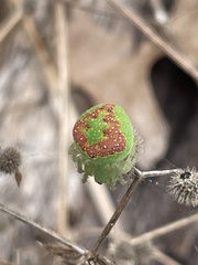 Araneus circulissparsus