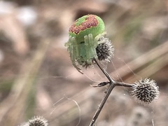 Araneus circulissparsus