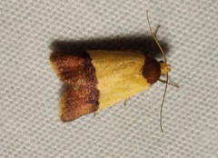 Lepidoptera