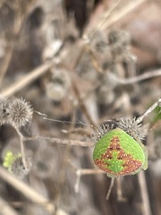 Araneus circulissparsus