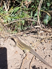 Liolaemus zapallarensis