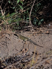 Liolaemus zapallarensis