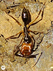 Odontomachus erythrocephalus