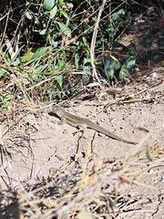 Liolaemus zapallarensis