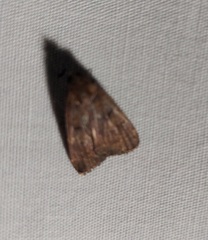 Lepidoptera