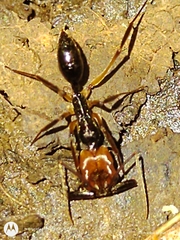 Odontomachus erythrocephalus