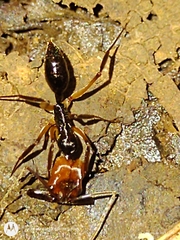 Odontomachus erythrocephalus