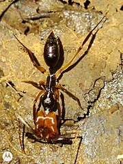 Odontomachus erythrocephalus