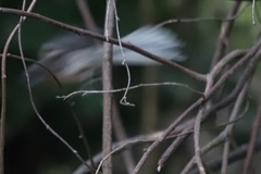 Rhipidura fuliginosa