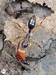 Odontomachus erythrocephalus