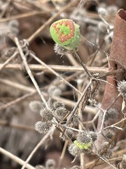 Araneus circulissparsus