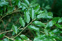Drypetes indica