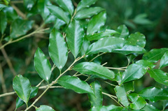 Drypetes indica